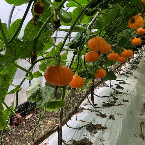 Красная Beibei тыквенные семена каштана высокая -подвеска сладкие золотые семена тыквы весна четыре сезона балкон -фермерские