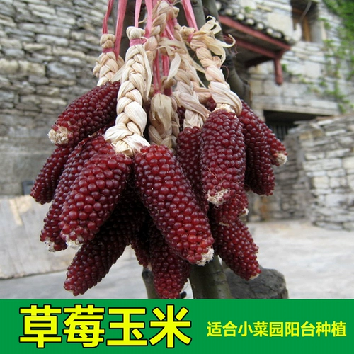 Семена кукурузы Семена кукурузы клубнично