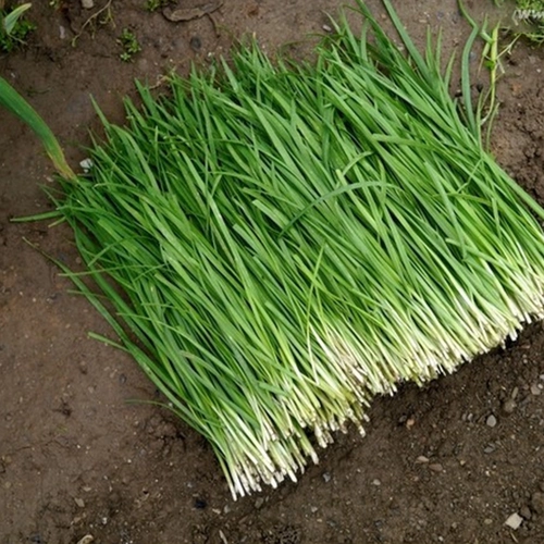 Shandong Small Fine -Leek Seeds 孑 Roots Leek Miao Farmers старые разнообразии Семейные балкон весенний четыре сезона