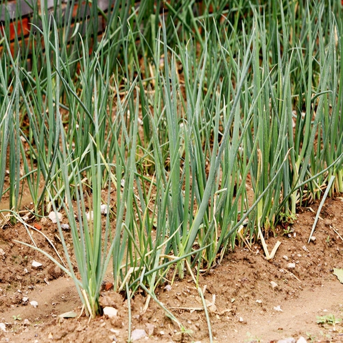 Shandong Four Seasons семян семян семян семян семян семян