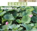 微山湖生态水产的LOGO