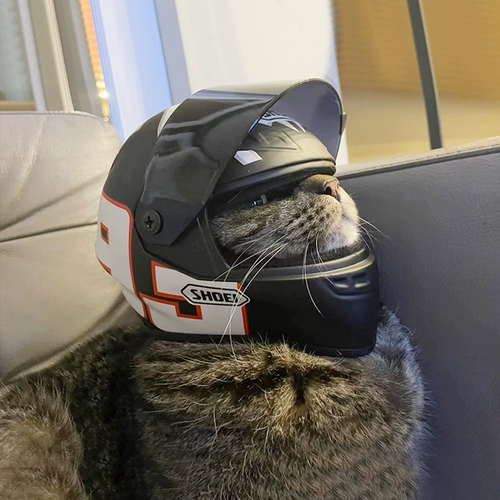 Шлем, кот