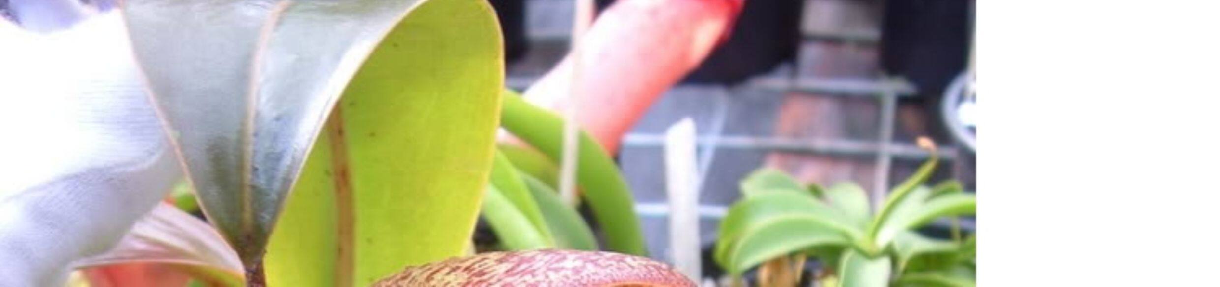 насекомоядное растение 【盖亚猪笼草】特大食虫植物驱蚊草食虫草食人花驱蚊草绿植盆栽