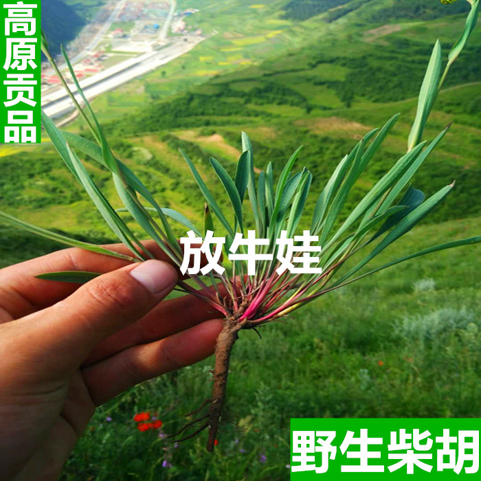 Natural wild Northern Thorowax whole root of the chopped Thorowax section 500 gr Shunfeng Liangen with leaf wild Thorogen root