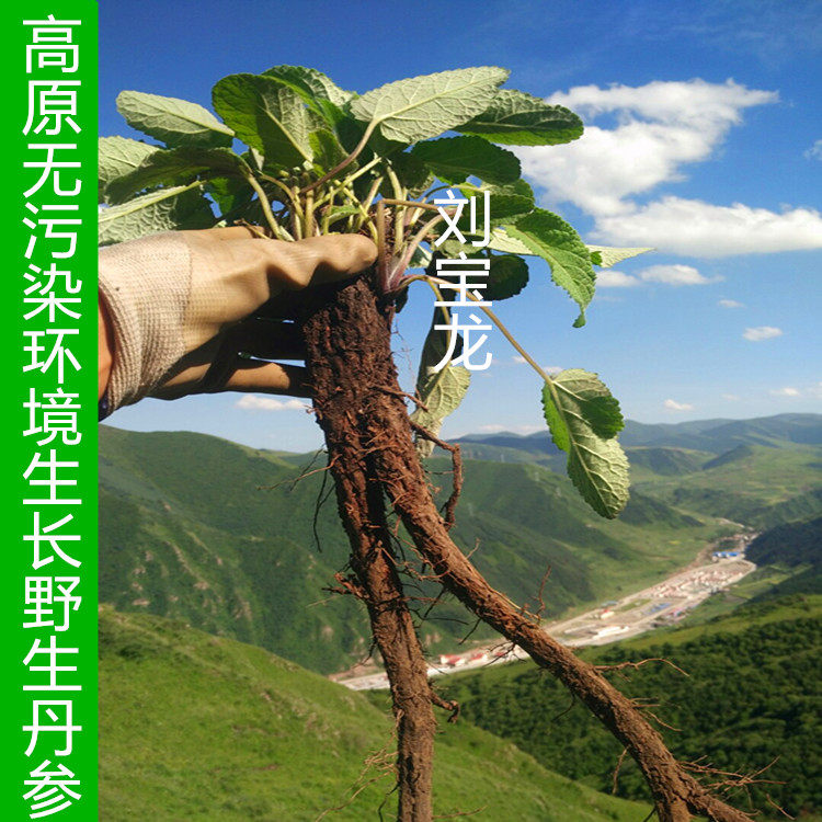 Deep mountain special grade wild salvia can be cut danshen slices grinded wild salvia powder 500 grams of SF wild purple salvia