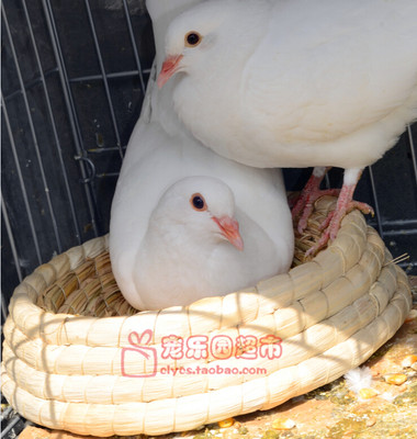 Promotion letter pigeon nest Nest Egg Nest Egg Basin Bird Nest Hatching Breeding Basin Pet Rabbit Dutch Pig Guinea Pig Nest