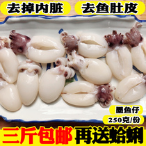 Seafood fresh cuttlefish fresh live wild guts small cuttlefish seafood fresh frozen fish cuttlefish ready-to-eat hot pot ingredients