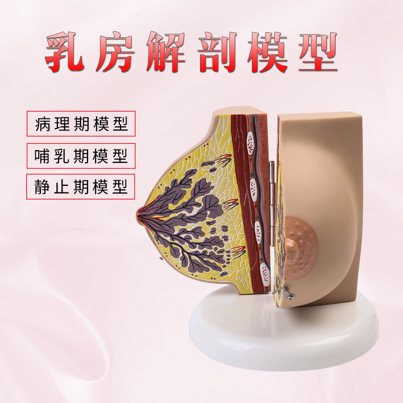 催乳师培训教材仿真女性乳房解剖模型（受孕）孕期女性乳房解剖