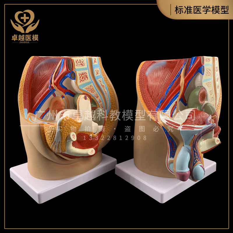 计生模型 男女性生殖泌尿盆腔系统模型男性骨盆 女性盆腔模型