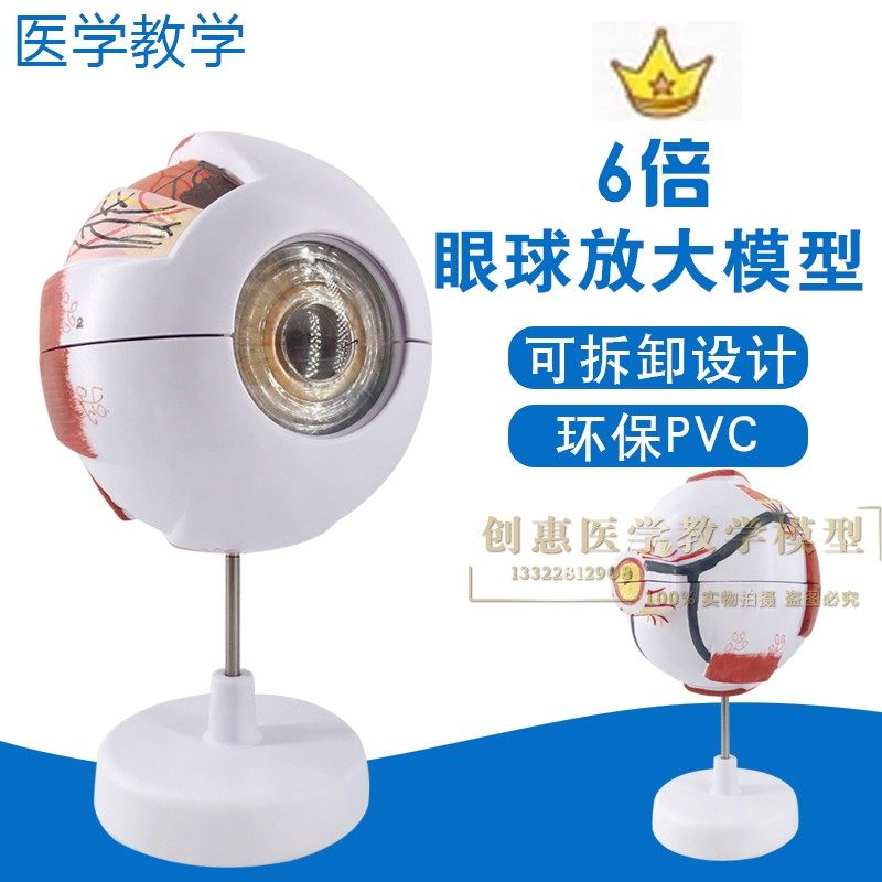 正品高端专业版医学 人体六倍眼球放大解剖模型 眼睛结构五官眼科