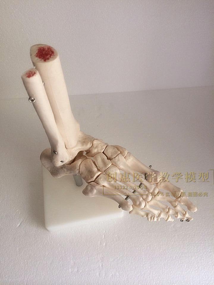 有足踝骨 自然大脚关节模型 足骨模型足关节无韧带进口料