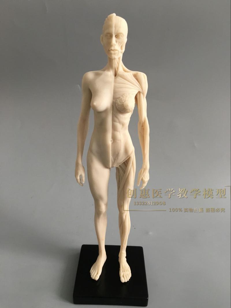 30cm艺用人体模型 白胚肌肉骨骼解剖人体结构美术模型 CG绘画雕塑