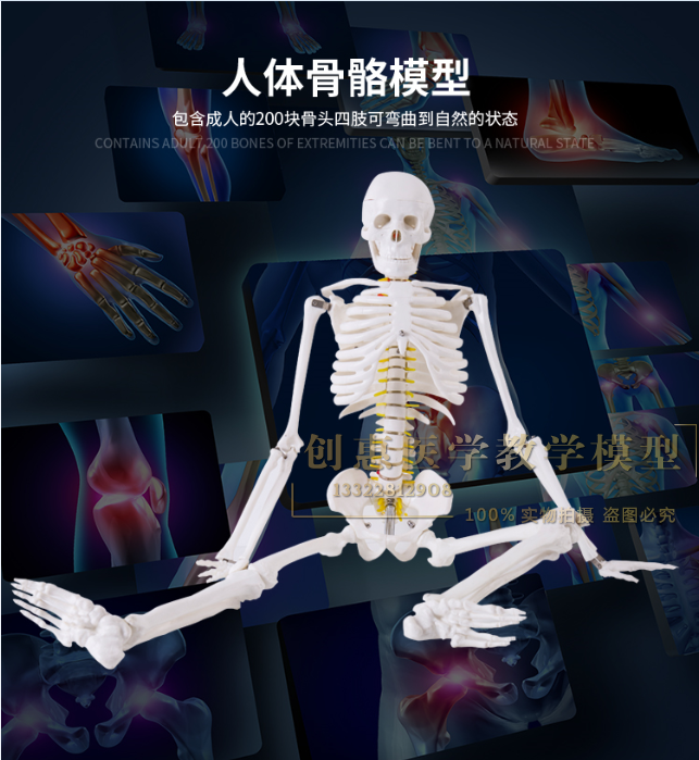 人体骨骼模型85CM 肌肉着色骨架模型 骨骼标本 骨架附血管神经