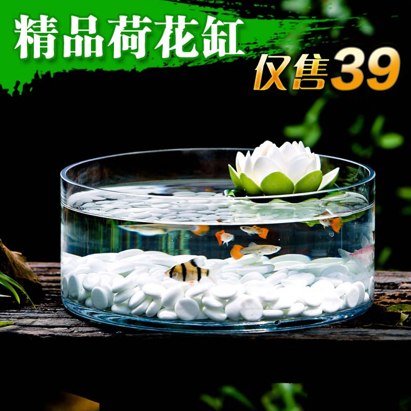Water Peels Glass Vases Transparent Flower Pots Living-room Table Gold Fish Tank Gold Gross Water Peware Plant Brief About Modern Day