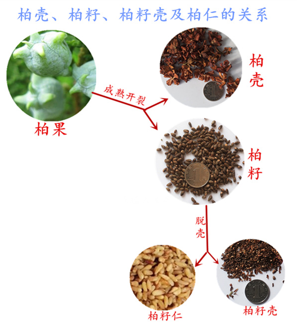 Platycladus vỏ hạt vỏ gối tóc đen mất ngủ tóc trắng cổ tử cung gối lõi sinh viên trẻ sơ sinh 3 kg gối bà bầu