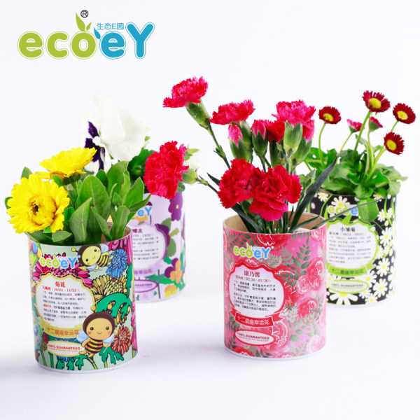 ECOEY DIY创意十二星座趣味微景观小盆栽 优惠券折后￥8.9包邮（￥11.9-3）