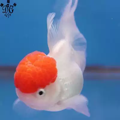 觀賞金魚活體精品丹頂紅鶴頂紅冷水魚鴻運當頭招財金魚包郵