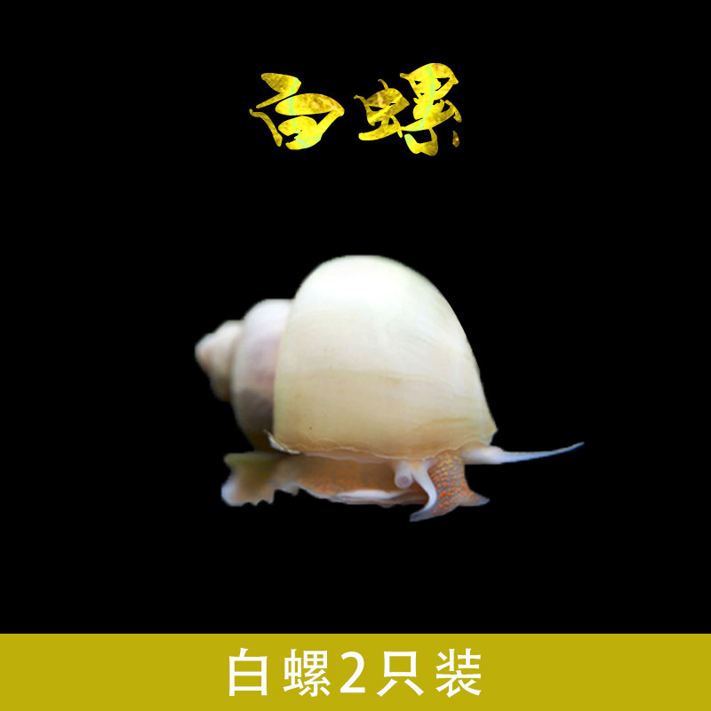 观赏螺界的宝藏生物:苹果神秘黄螺金斑马洋葱工具螺黑金刚彩蛋螺,清洁除藻高手,你值得拥有!-螺-淘宝好物网