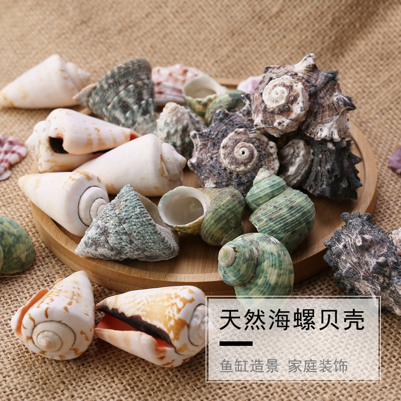 Natural sea snail shells Coral Aquarium Fish Tank Flower Pots planks Ornamental Decoration Micro Landscape Craft Gift Hem Decorated Rafting Bottle
