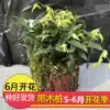 Buy 2 send pots to drag and plant edible Yueqing Yandang Mountain dendrobium seedlings 3 years 15-25 fresh dendrobium flowers