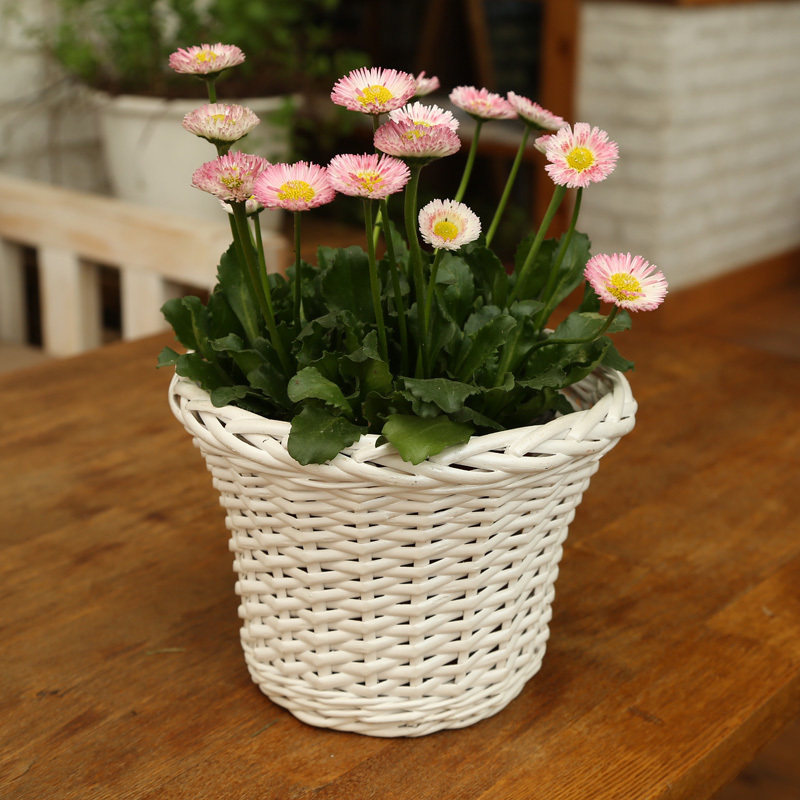 Golden willow home garden mini flowerpot rattan vase creative fleshy flowerpot basket desk small flowerpot