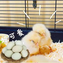 Pet little yellow chicken breed egg bun fertilized egg can hatch chicken fry pet chicken live seedling pure breed fresh breed egg bun fertilization