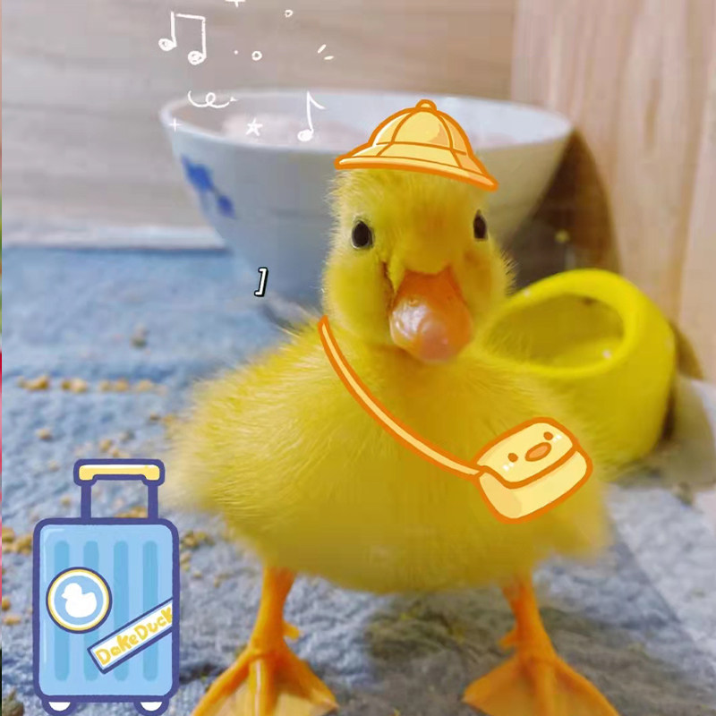 Net red duck live seedling pet duck live cute imported Keer duck up to mini cute pet little yellow duck live animal