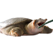 59元包邮 千亩荡 3年生态甲鱼活体1斤*2只