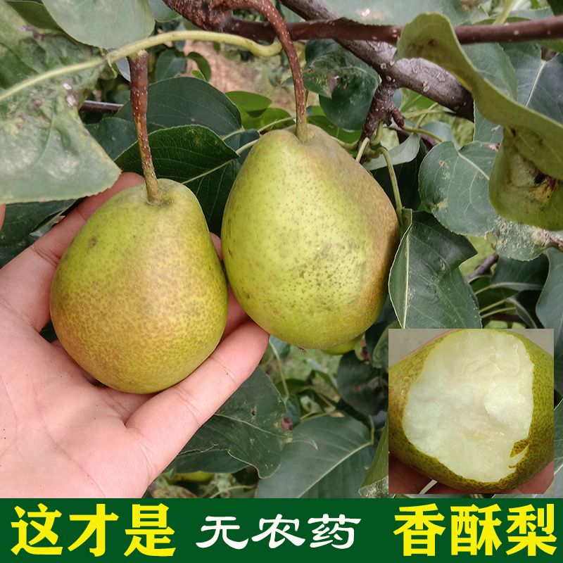 Now Fragrant crisp pear rural large mountain fresh when season fruit is no agricultural residual thin skin crisp fresh and tender and juicy 5 catty whole box