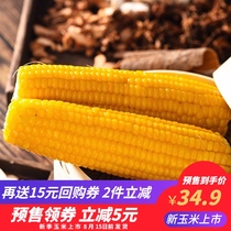 (Pre-sale new season corn)Tianqin grain net flagship store Sticky vacuum 10 yellow corn sticks glutinous corn