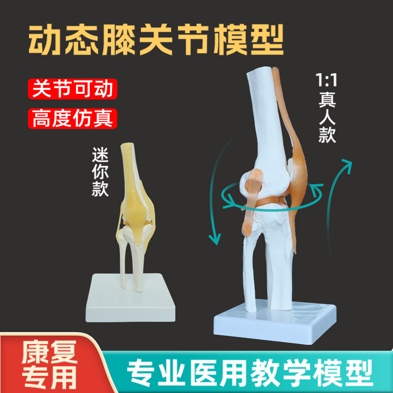 动态膝关节模型艺术写生成人人体骨骼教具膝盖髌骨迷你康复教学