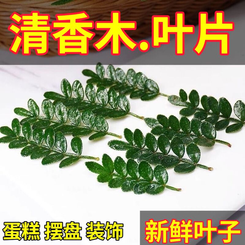 Fresh Fragrant Wood Cake Decoration Leaves, Fresh Western-Style Baking Plant Decorations, Dessert Embellishments, Pepperwood Potted Plants