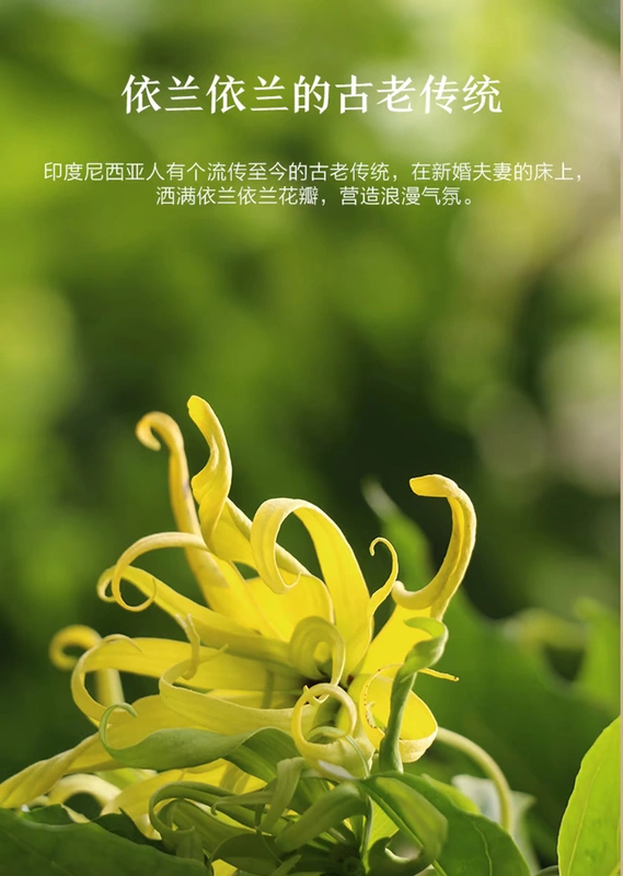 Tinh dầu Afyilan Ylang giúp cải thiện làn da dầu nhờn một bên hương thơm chính thức của cửa hàng chính hãng - Tinh dầu điều trị tinh dau