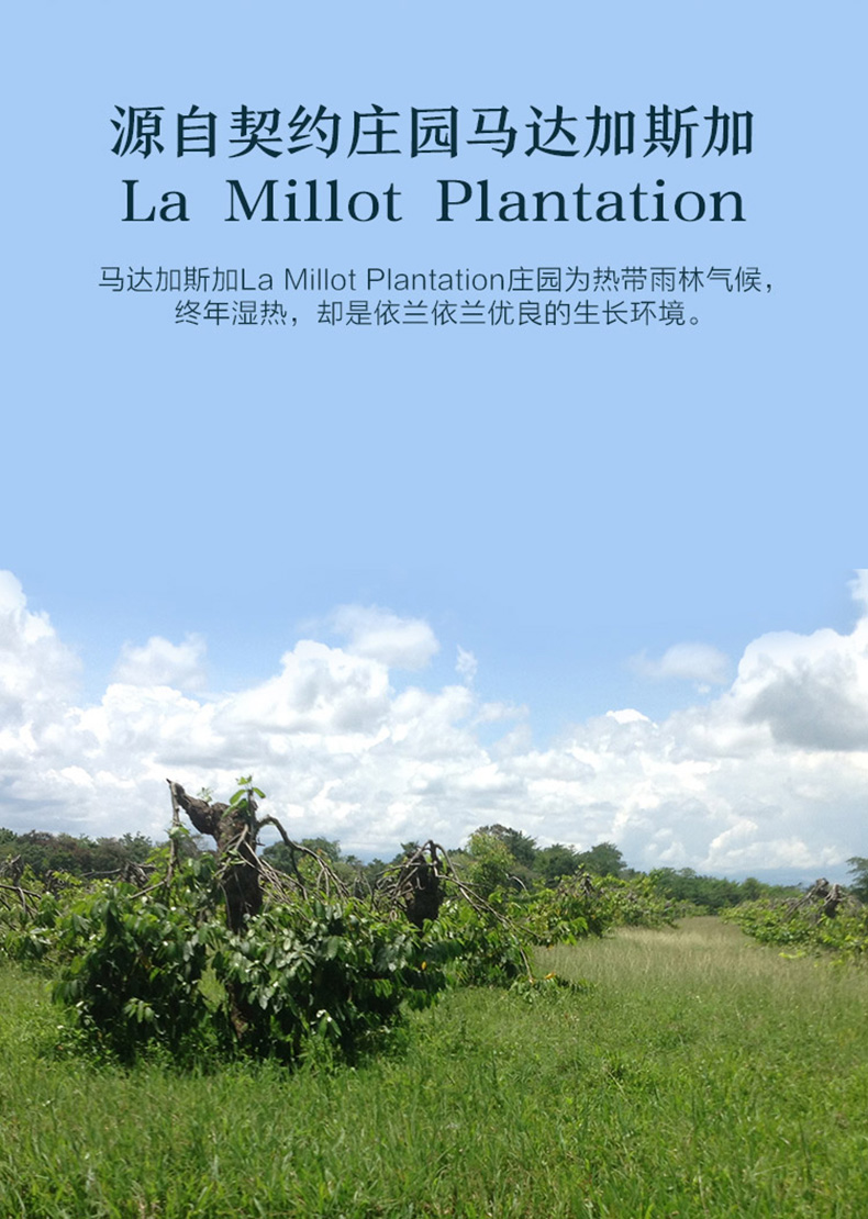 Tinh dầu Afyilan Ylang giúp cải thiện làn da dầu nhờn một bên hương thơm chính thức của cửa hàng chính hãng - Tinh dầu điều trị dau buoi