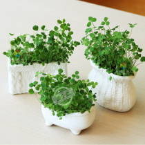 DIY Growing Growing Growing Growing Dolls Plant Crafts Mini Creative Pot White Ceramic Pot Pot Bag