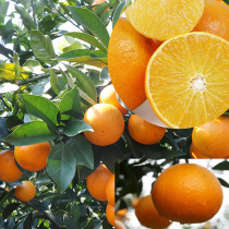 Sichuan Meishan Aiyuan 38 jelly orange 5kg fresh seasonal fruit hand peeling orange pregnant woman fruit sweet citrus seeds