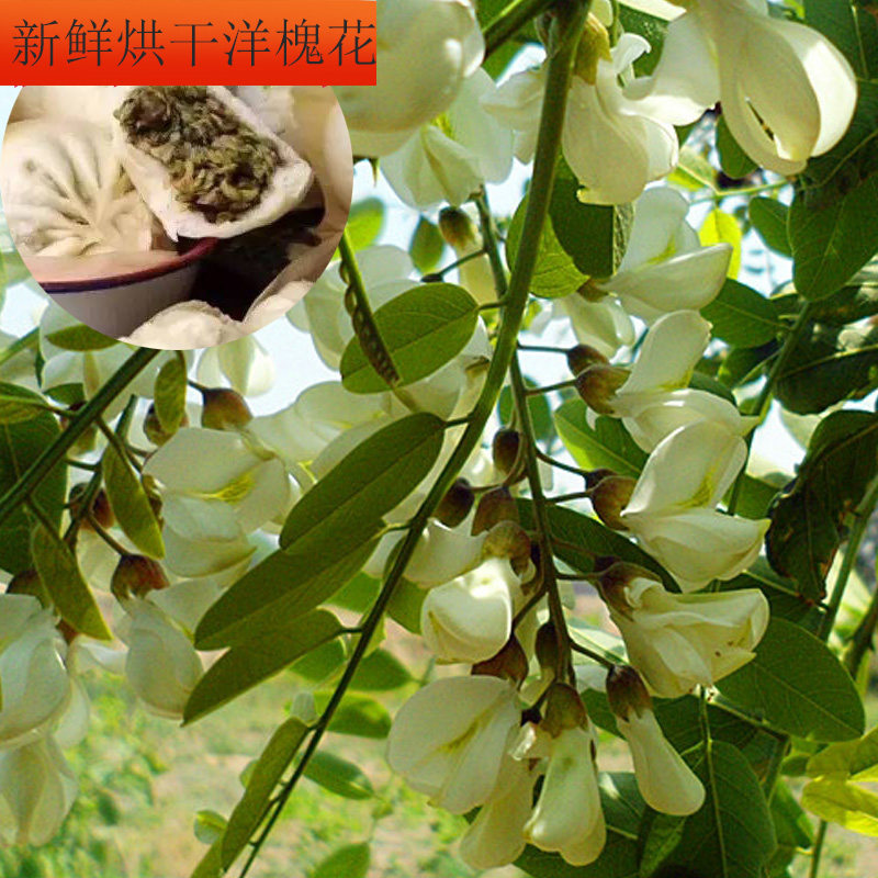 Sophora japonica fresh dried acacia flower natural sparse vegetables freshly picked vegetables hair 1 catties vacuum Yanghuai wild vegetables Shanxi