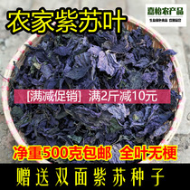 Authentic farmhouse perilla leaf perilla leaf cotyledon pure natural spice 500g fresh specialty tea