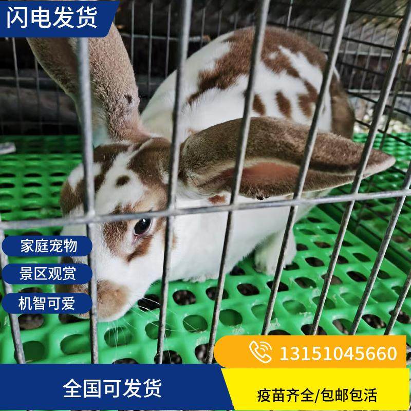 25年最值得养的彩獭兔品种推荐,黄白獭兔/黑白彩獭兔谁更萌?-兔-淘宝好物网