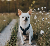 (Out of print) Finlands Hurtta leisure Y-shaped chest back wear off convenient reflective safety large and small dogs