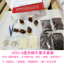 White Jade snail living set kindergarten dormitory home student pet teaching experiment observation big snail