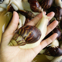 Fresh White Jade snail edible snail French snail beef field snail teaching big snail 20