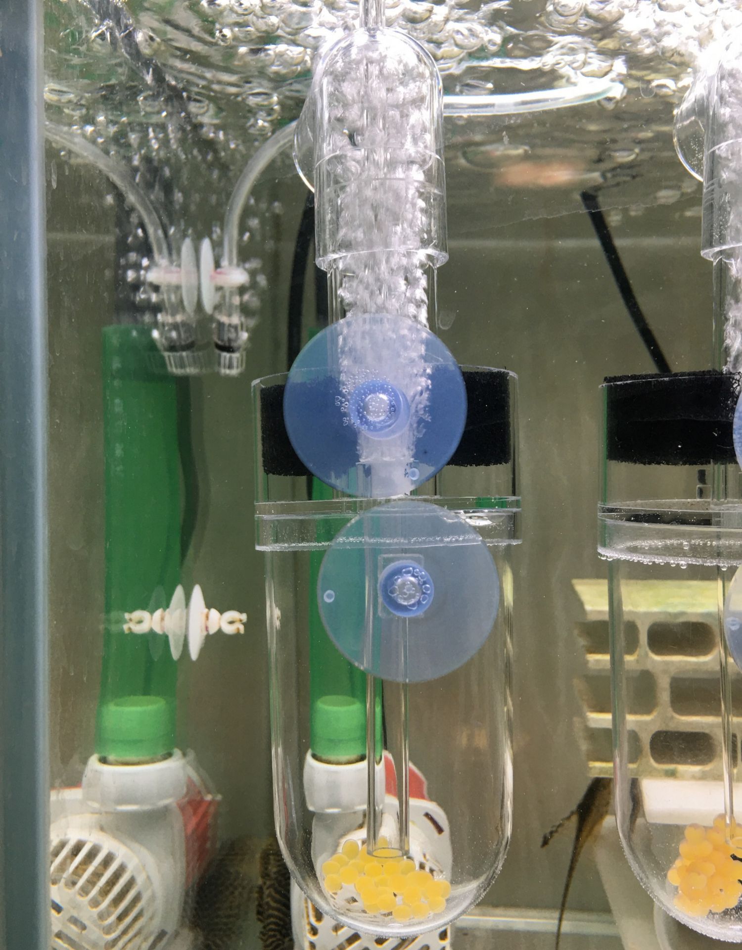 Three Lakes Cichlid South American Cichlid Heteromorphic Benthic Tropical Fish Ornamental Fish Small fish eggs Aquarium Acrylic incubator