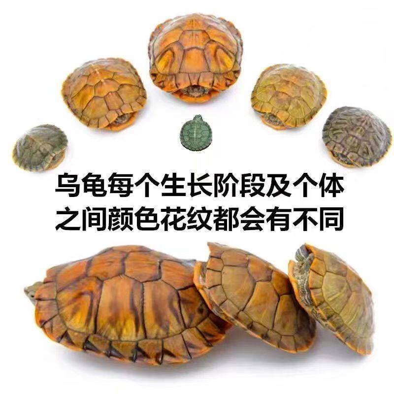 乌龟招财龟巴西龟情侣乌龟：绿色小乌龟大龟宠物观赏龟公龟，养一只好运连连！-龟-淘宝好物网