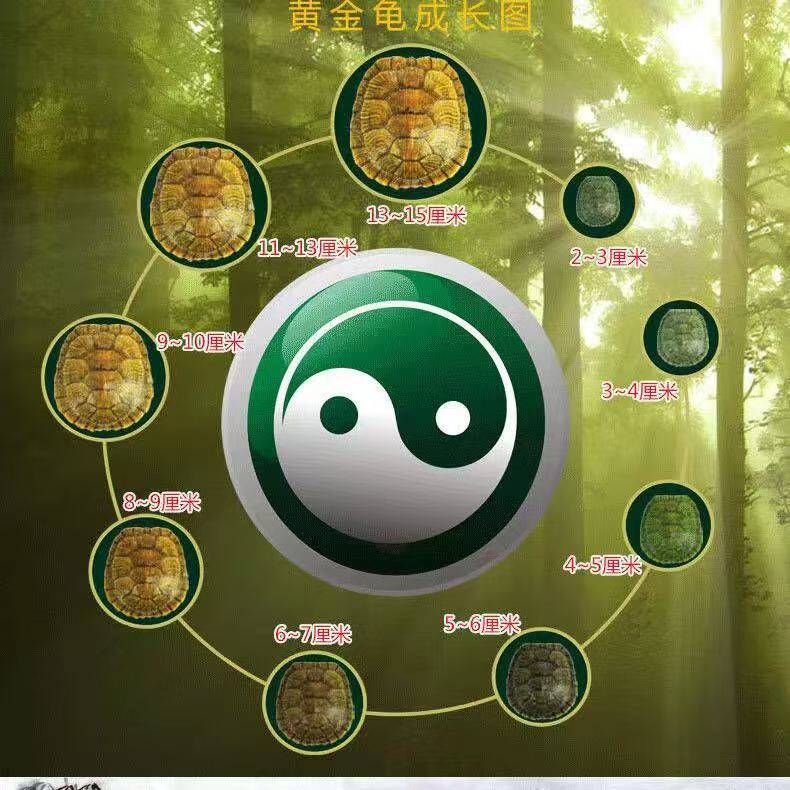 乌龟招财龟巴西龟情侣乌龟：绿色小乌龟大龟宠物观赏龟公龟，养一只好运连连！-龟-淘宝好物网