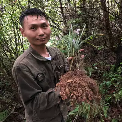 Shennongjia wild Ophiopogon japonicus can be used with sand ginseng and Jade bamboo boiled water soup to drink full dry goods 250g