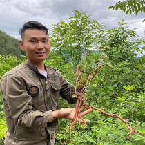 Shennongjia wild Purple Salvia Blood Ginseng Premium millable sliced Chinese Herbal medicine tea 500g