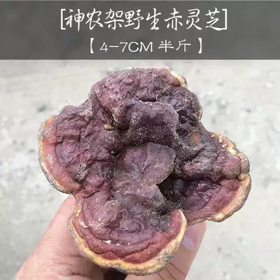 Shennongjia wild Ganoderma lucidum Chishishan households self-collected wild Ganoderma lucidum 250g 4-7cm dry goods
