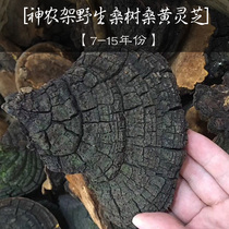Natural wild mulberry tree Mulberry yellow Ganoderma lucidum Shennongjia century-old wild mulberry tree picking dry goods 250g