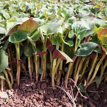 A 3 catty houthouthone fresh folding ear root fresh and fresh and tender leaves of the leaf cold and mixed leaves tea